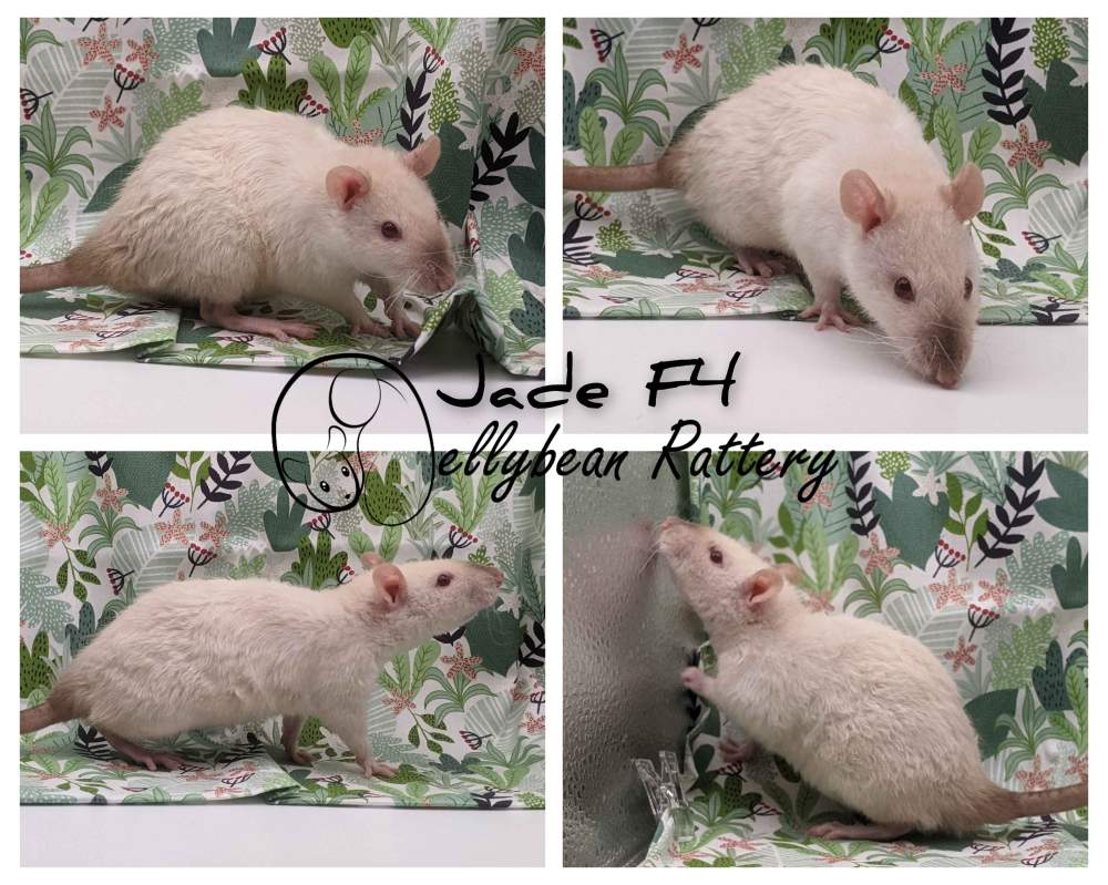 Fancy rat Pet only Rattus norvegicus 