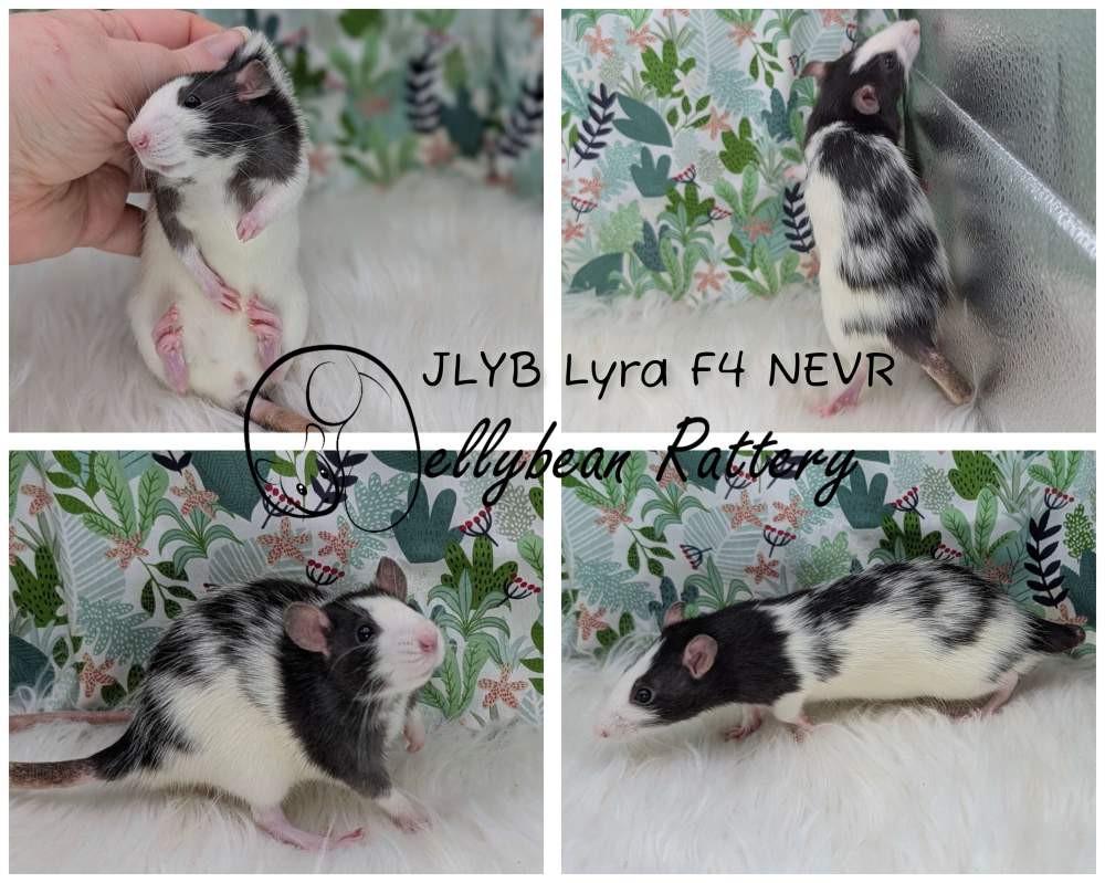 Fancy rat Breeder Rattus norvegicus 