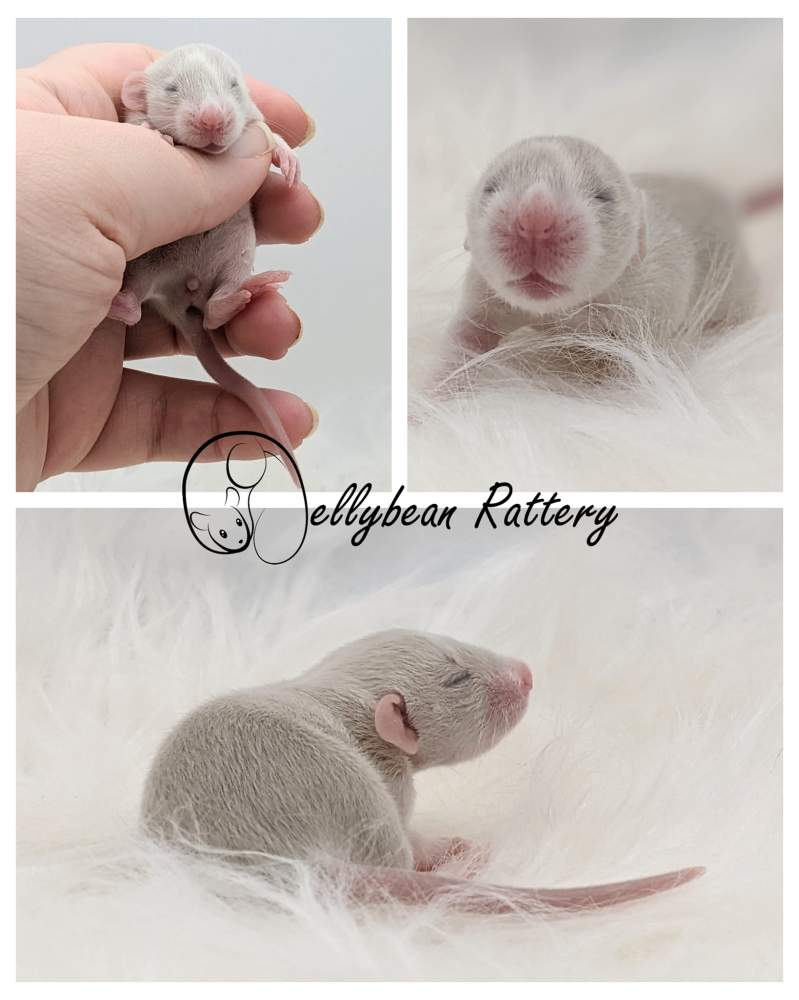 Fancy rat Pet only Rattus norvegicus 