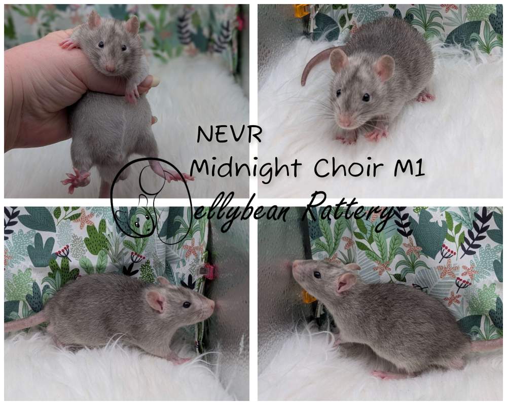 Fancy rat Pet only Rattus norvegicus 
