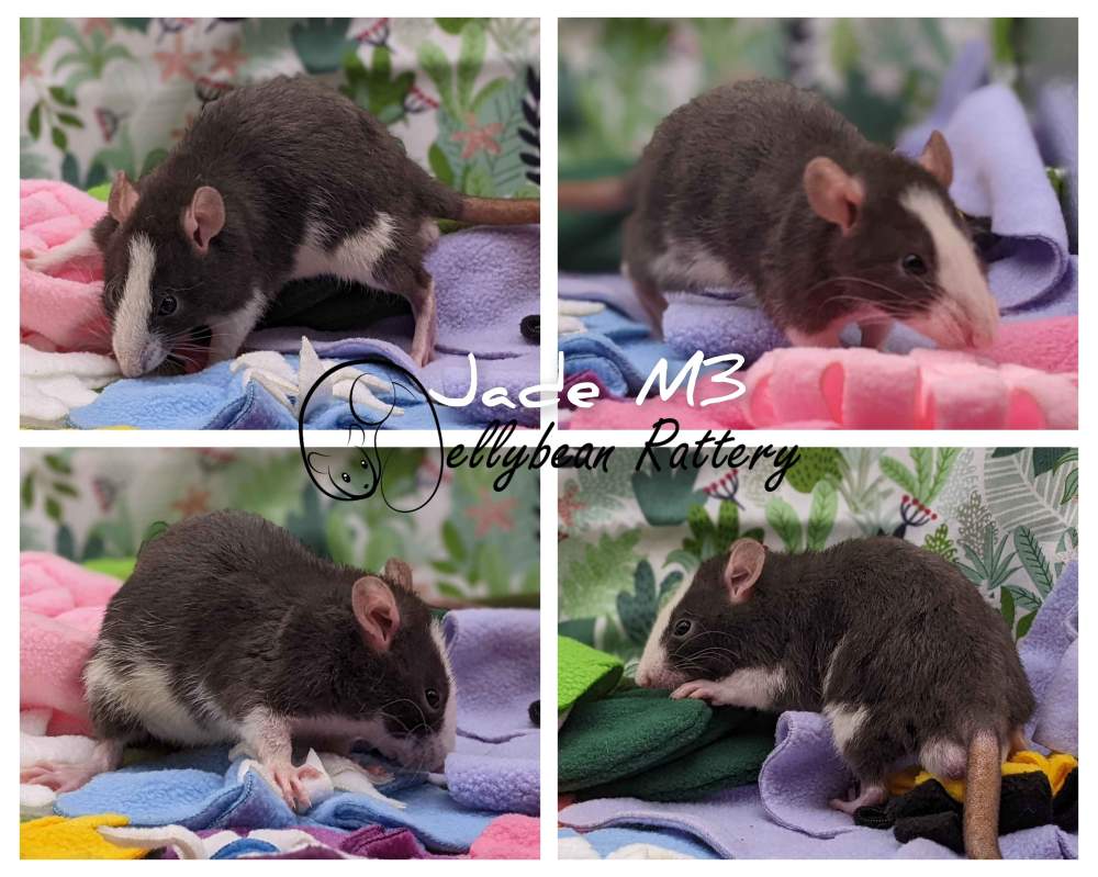 Fancy rat Pet only Rattus norvegicus 