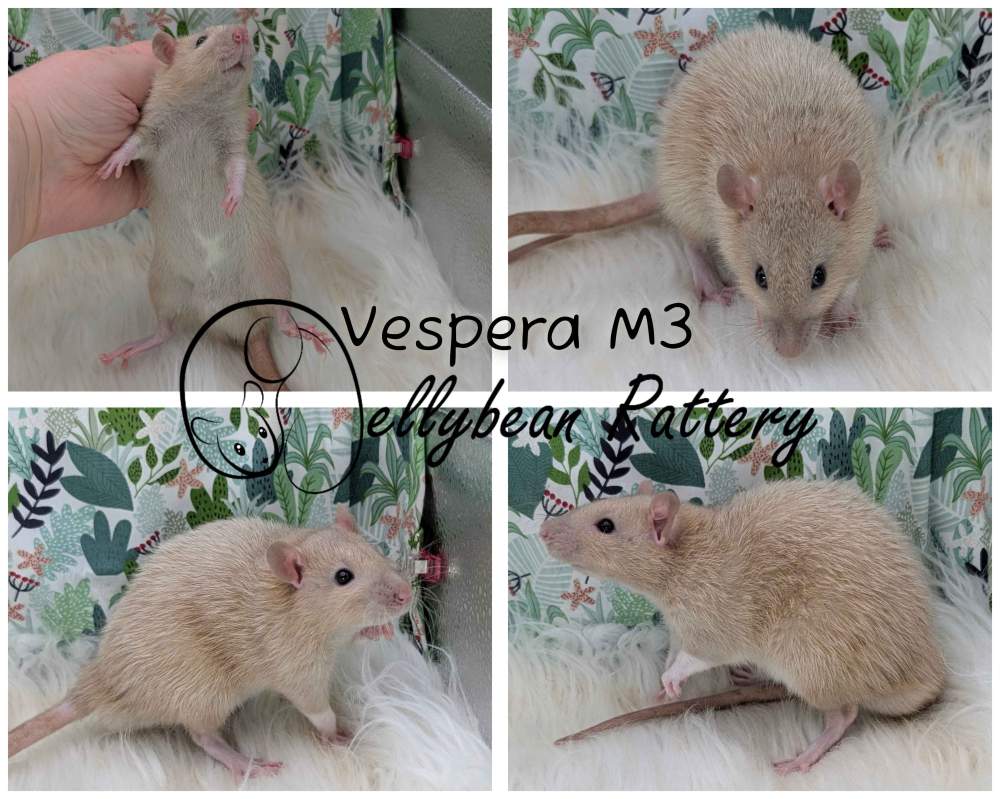 Fancy rat Pet only Rattus norvegicus 