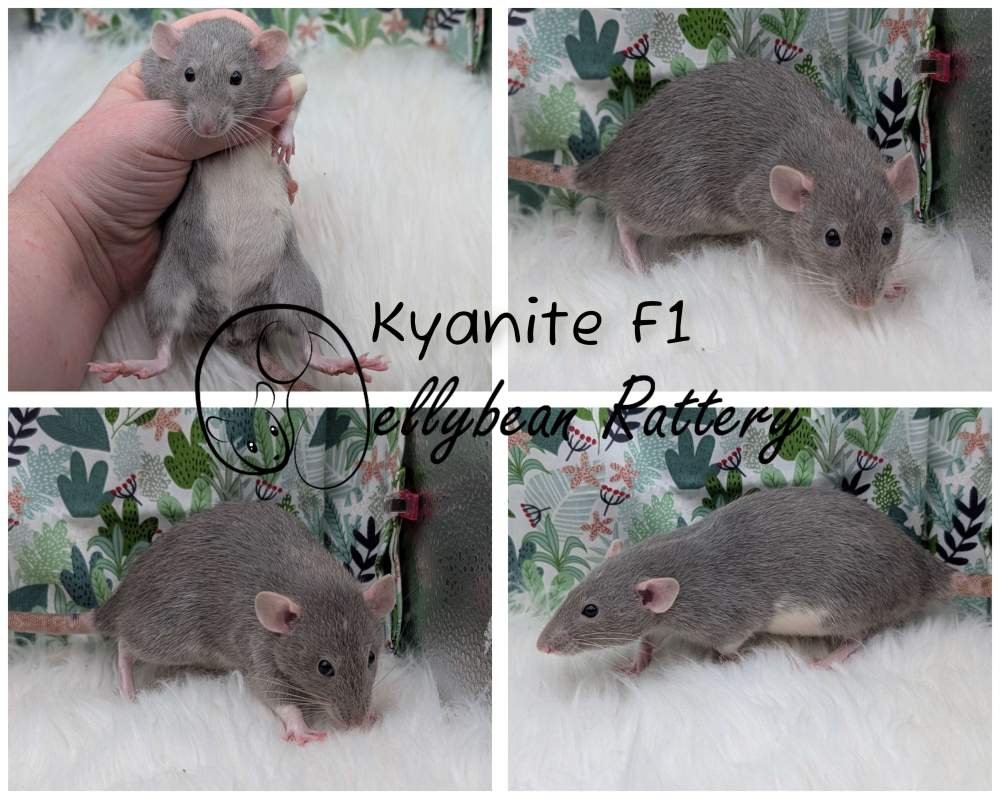 Fancy rat Pet only Rattus norvegicus 