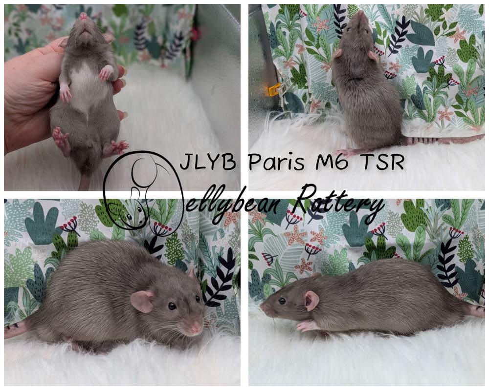 Fancy rat Pet only Rattus norvegicus 