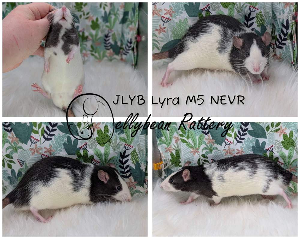 Fancy rat Pet only Rattus norvegicus 