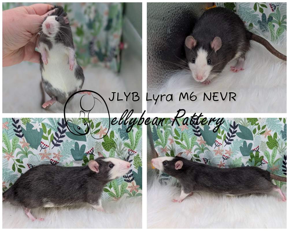 Fancy rat Pet only Rattus norvegicus 