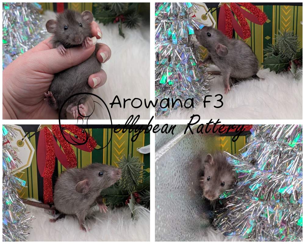 Fancy rat Pet only Rattus norvegicus 