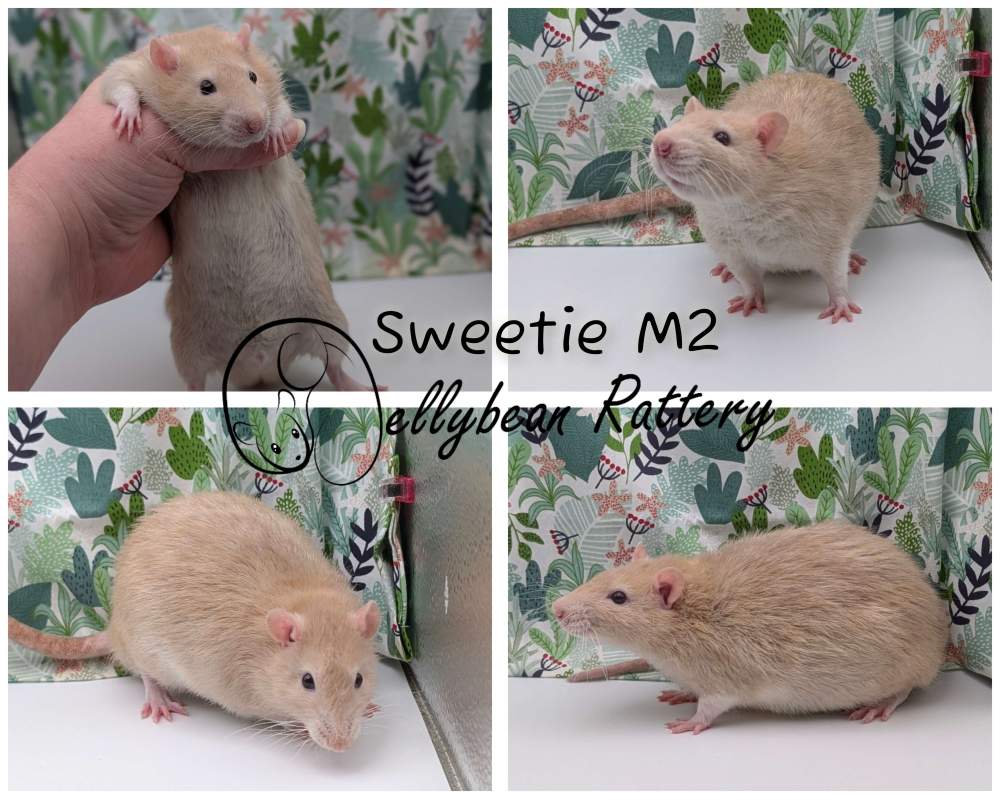 Fancy rat Pet only Rattus norvegicus 