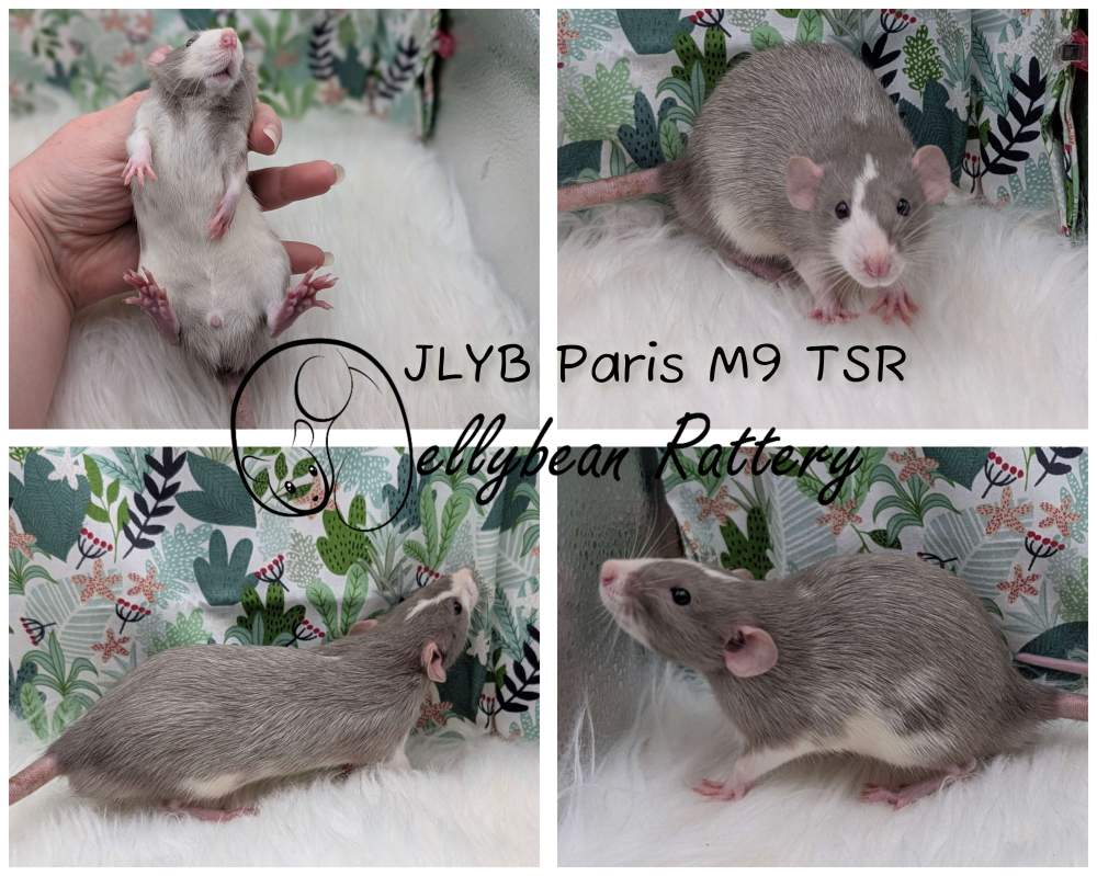 Fancy rat Pet only Rattus norvegicus 