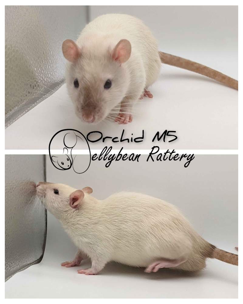 Fancy rat Pet only Rattus norvegicus 