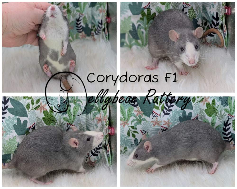 Fancy rat Breeder Rattus norvegicus 