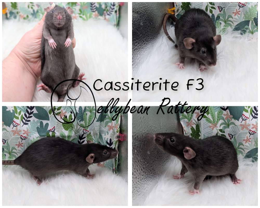 Fancy rat Pet only Rattus norvegicus 