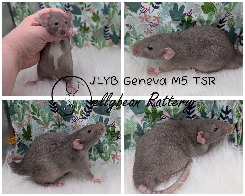 Fancy rat Pet only Rattus norvegicus 