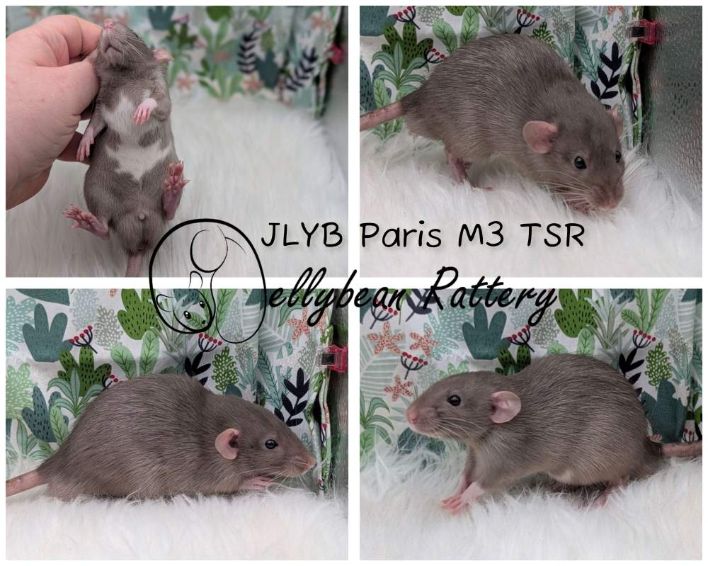 Fancy rat Pet only Rattus norvegicus 