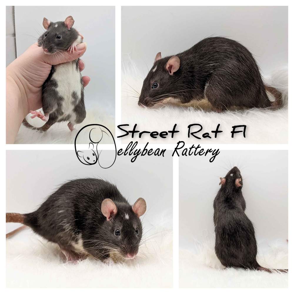Fancy rat Pet only Rattus norvegicus 