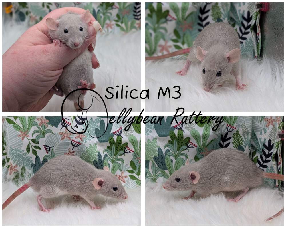 Fancy rat Pet only Rattus norvegicus 