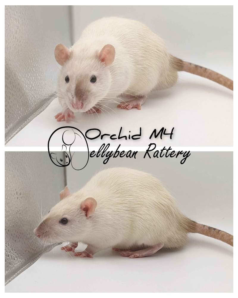 Fancy rat Pet only Rattus norvegicus 