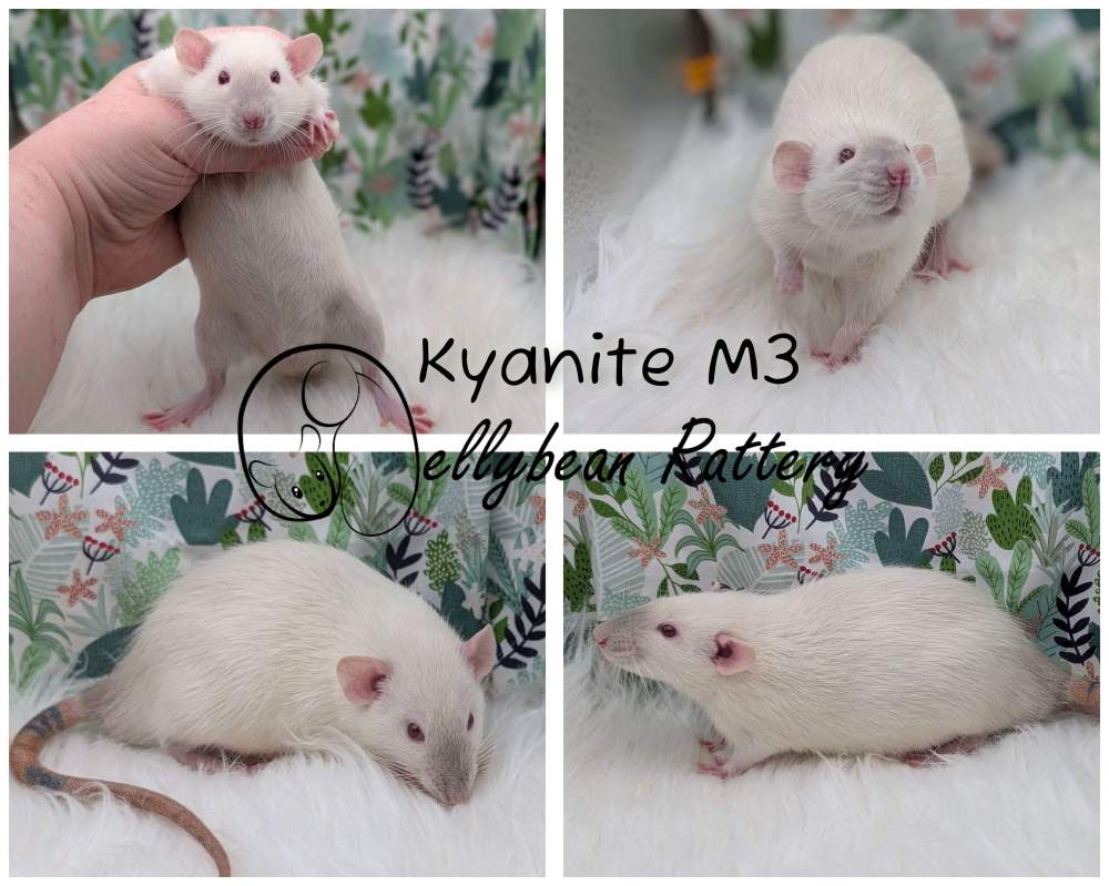 Fancy rat Pet only Rattus norvegicus 