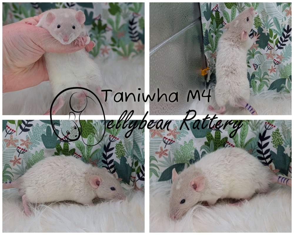 Fancy rat Pet only Rattus norvegicus 