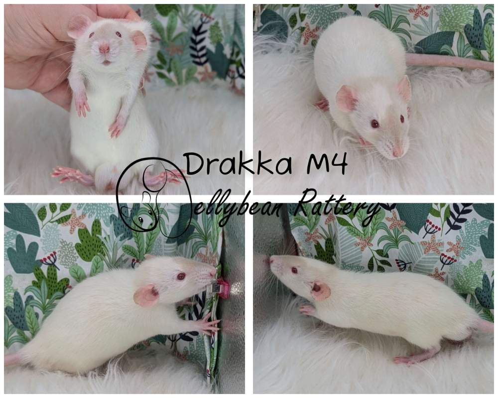 Fancy rat Breeder Rattus norvegicus 