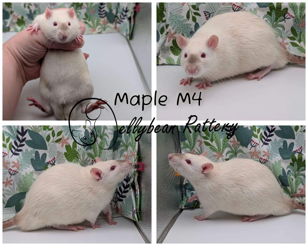 Fancy rat Pet only Rattus norvegicus 