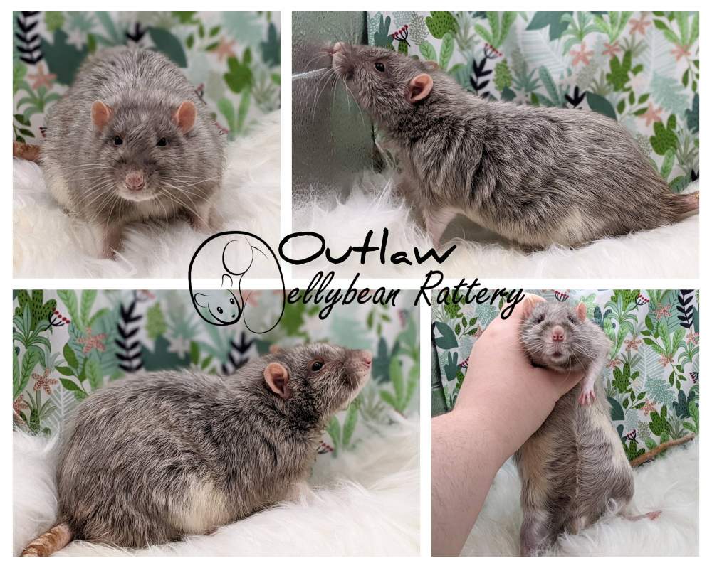 Fancy rat Breeder Rattus norvegicus 