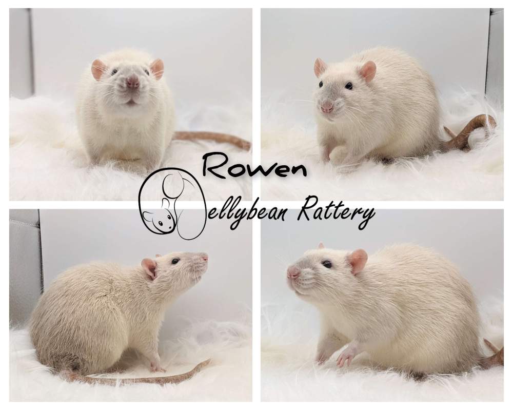 Fancy rat Retired Rattus norvegicus 
