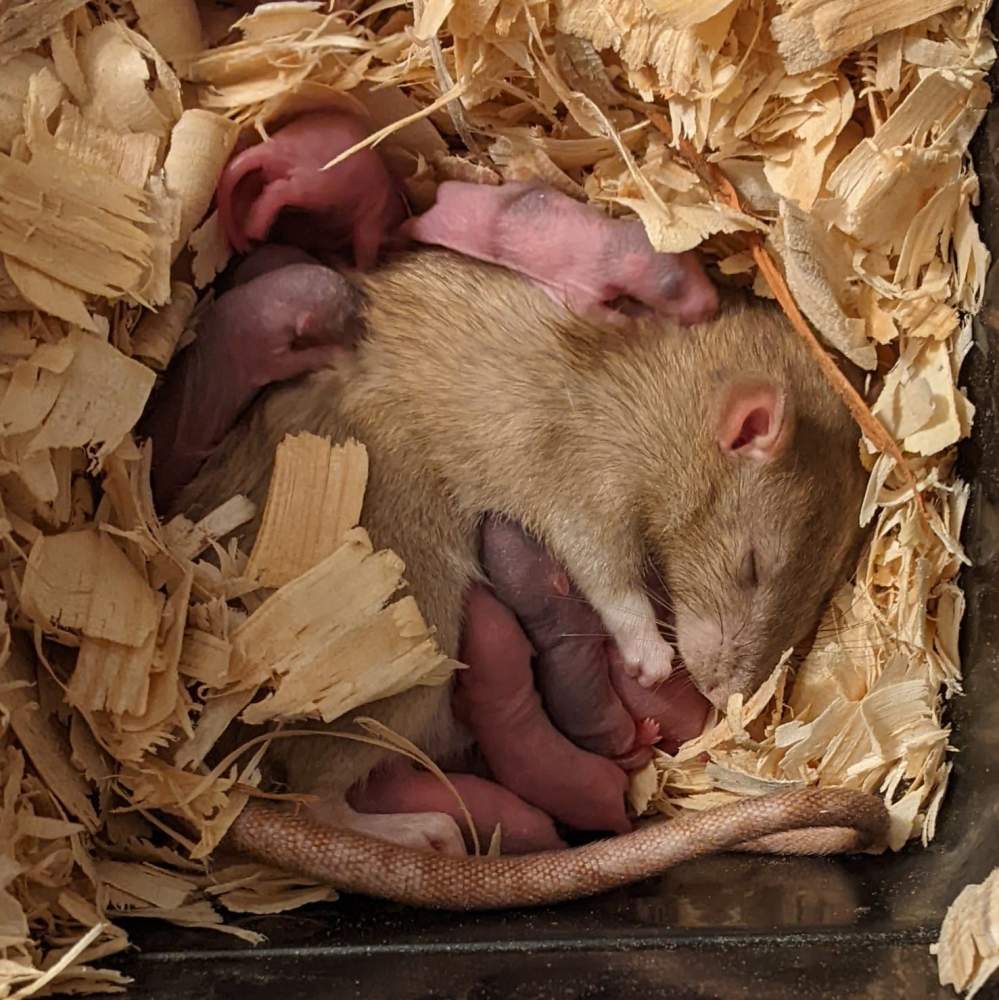 Fancy rat Retired Rattus norvegicus 