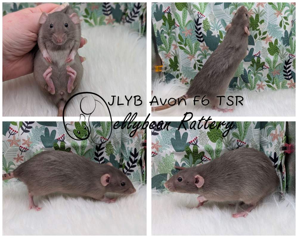 Fancy rat Pet only Rattus norvegicus 