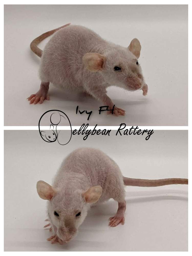 Fancy rat Pet only Rattus norvegicus 