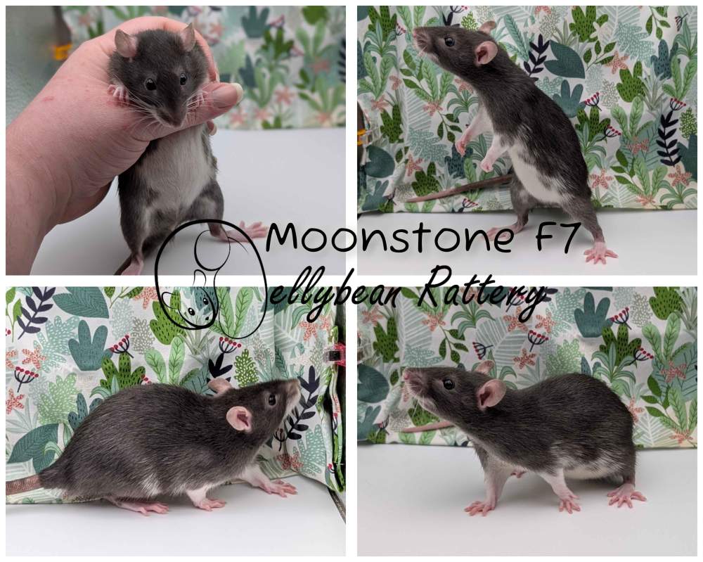 Fancy rat Pet only Rattus norvegicus 