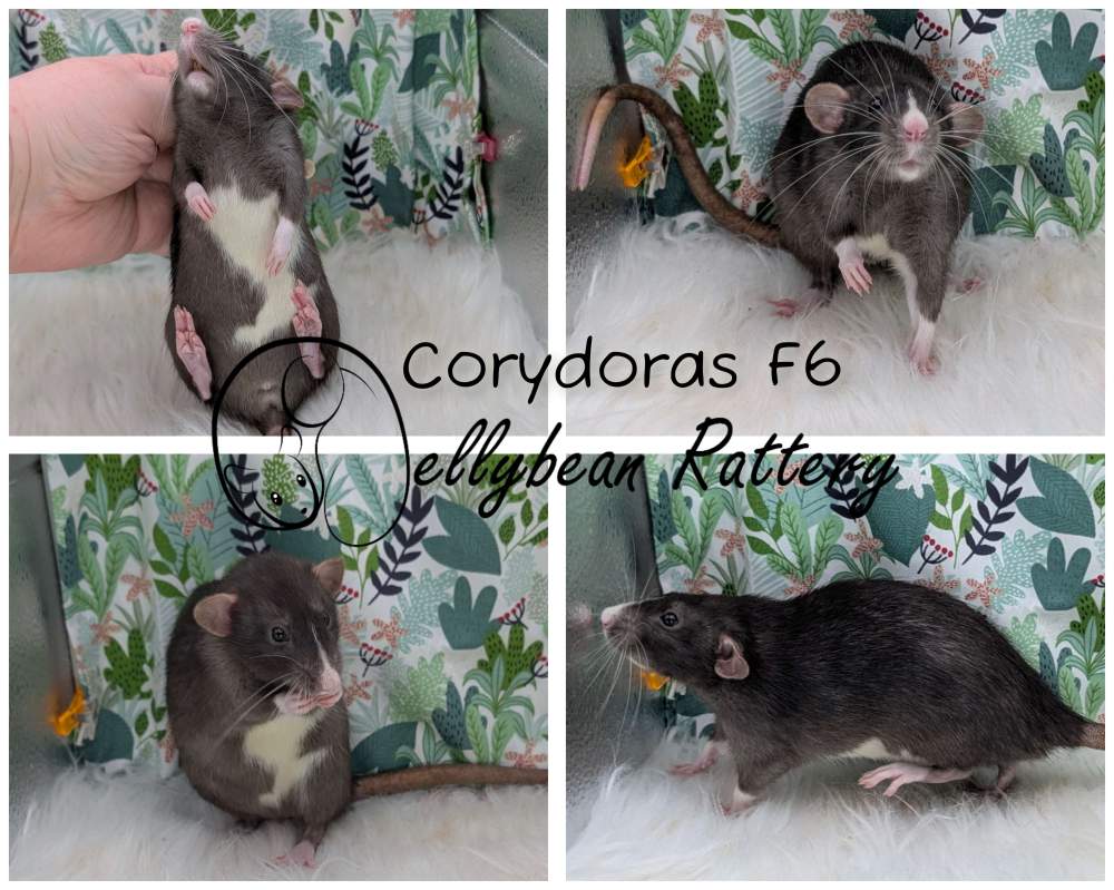 Fancy rat Breeder Rattus norvegicus 
