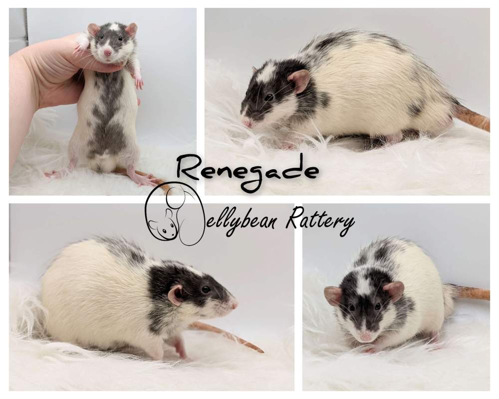 Fancy rat Retired Rattus norvegicus 