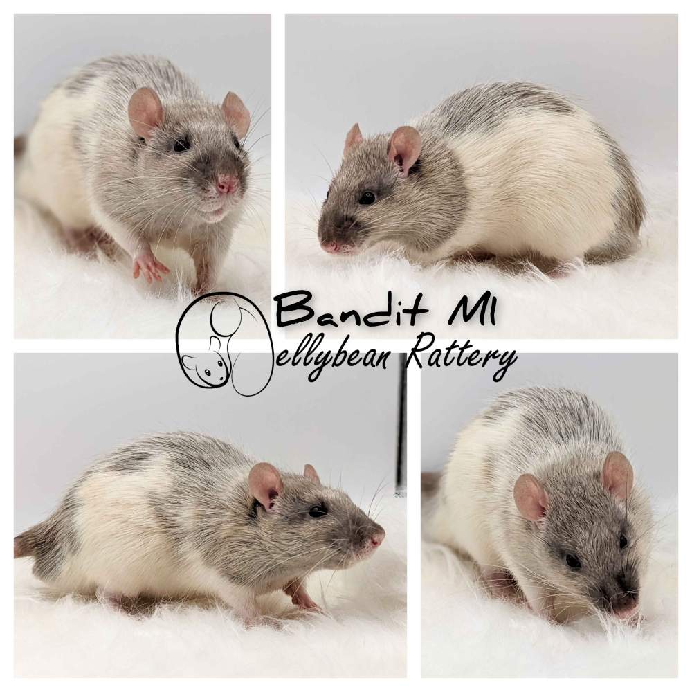 Fancy rat Pet only Rattus norvegicus 