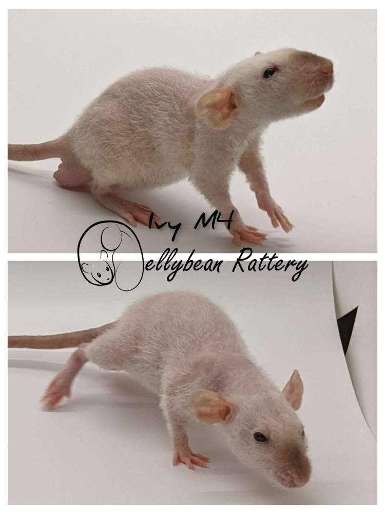 Fancy rat Pet only Rattus norvegicus 