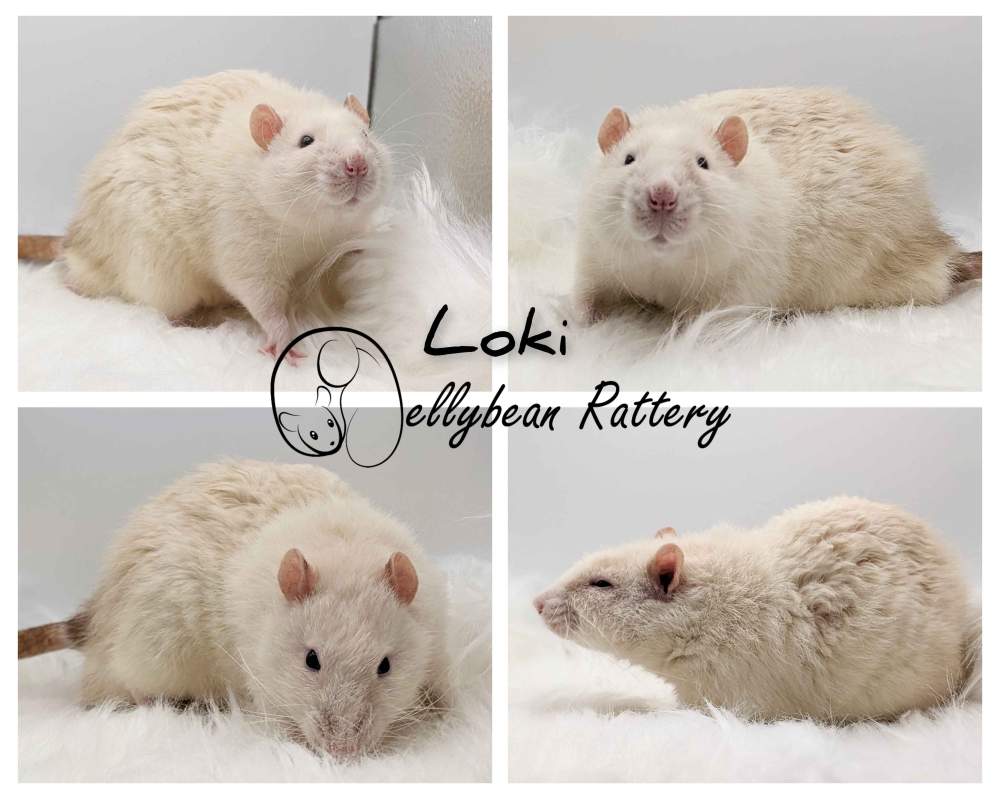 Fancy rat Retired Rattus norvegicus 