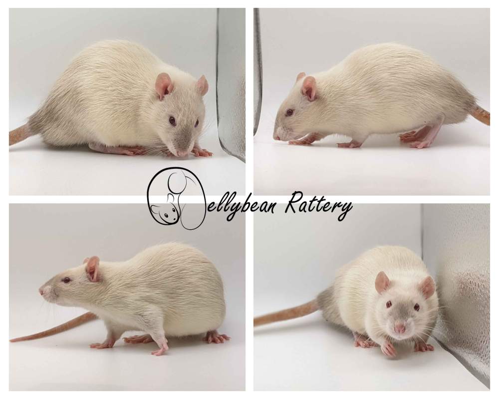 Fancy rat Pet only Rattus norvegicus 