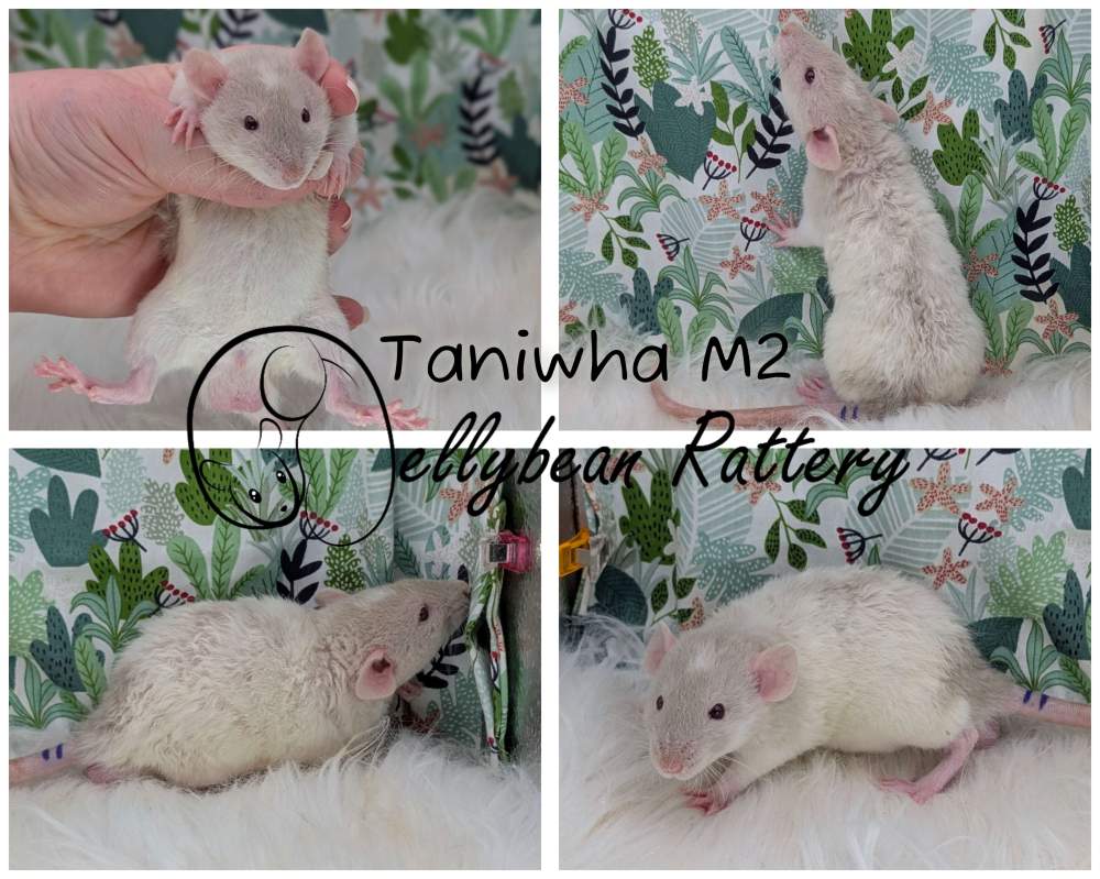 Fancy rat Pet only Rattus norvegicus 