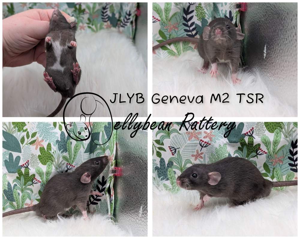 Fancy rat Pet only Rattus norvegicus 