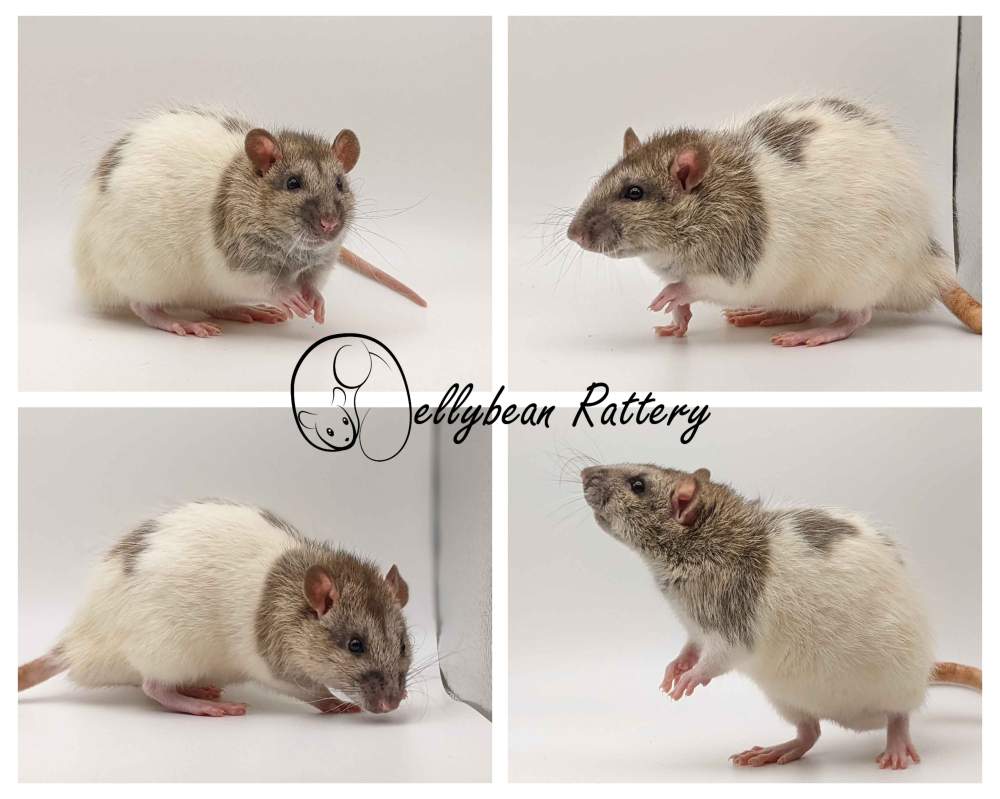 Fancy rat Retired Rattus norvegicus 