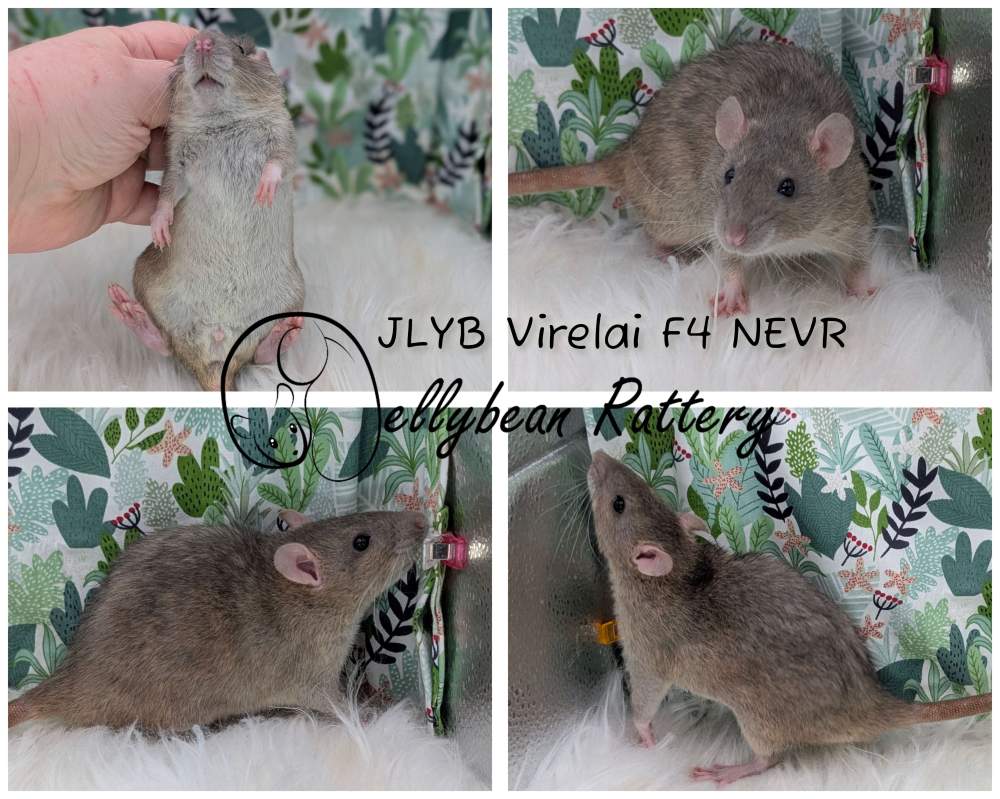 Fancy rat Pet only Rattus norvegicus 