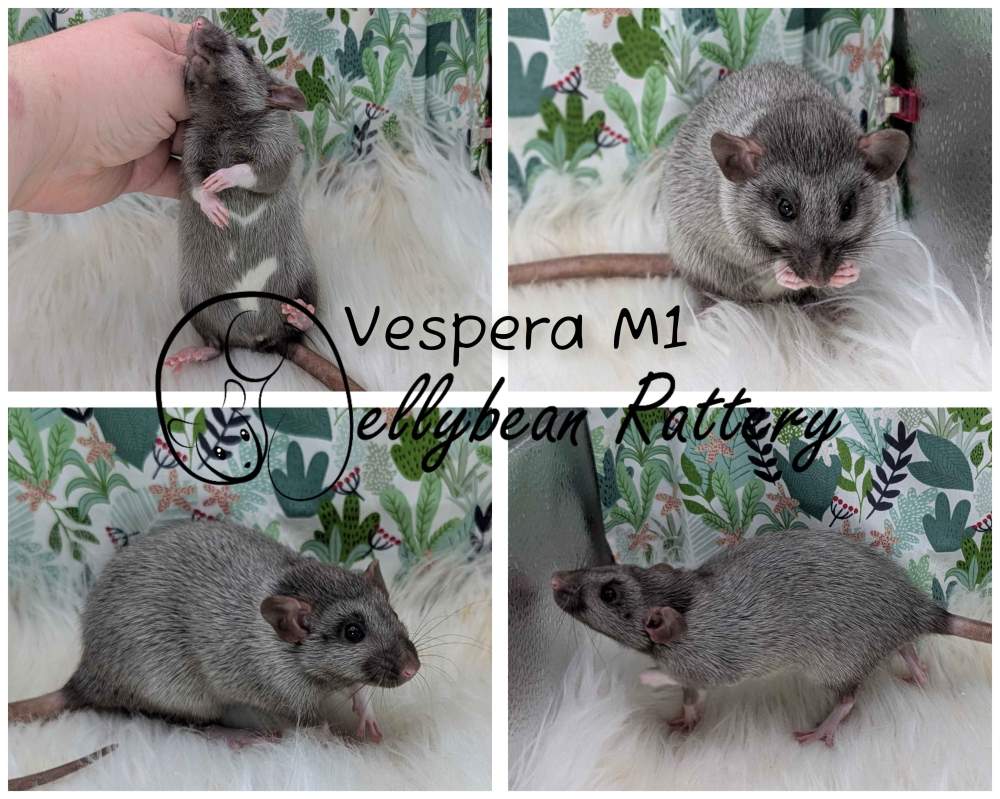 Fancy rat Pet only Rattus norvegicus 