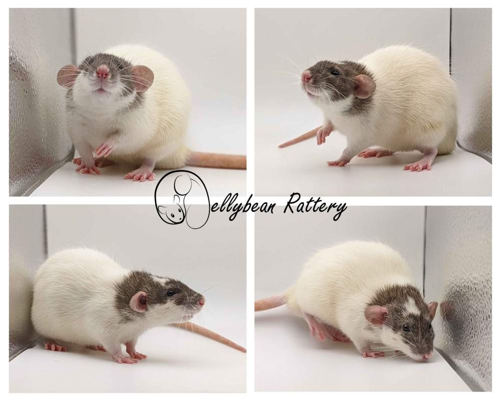 Fancy rat Pet only Rattus norvegicus 
