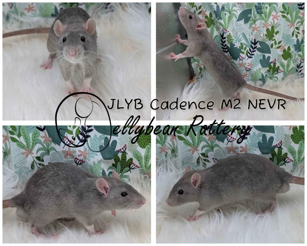 Fancy rat Breeder Rattus norvegicus 