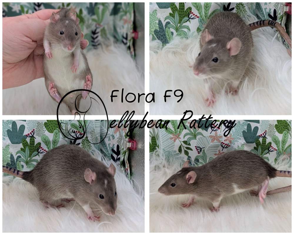 Fancy rat Pet only Rattus norvegicus 