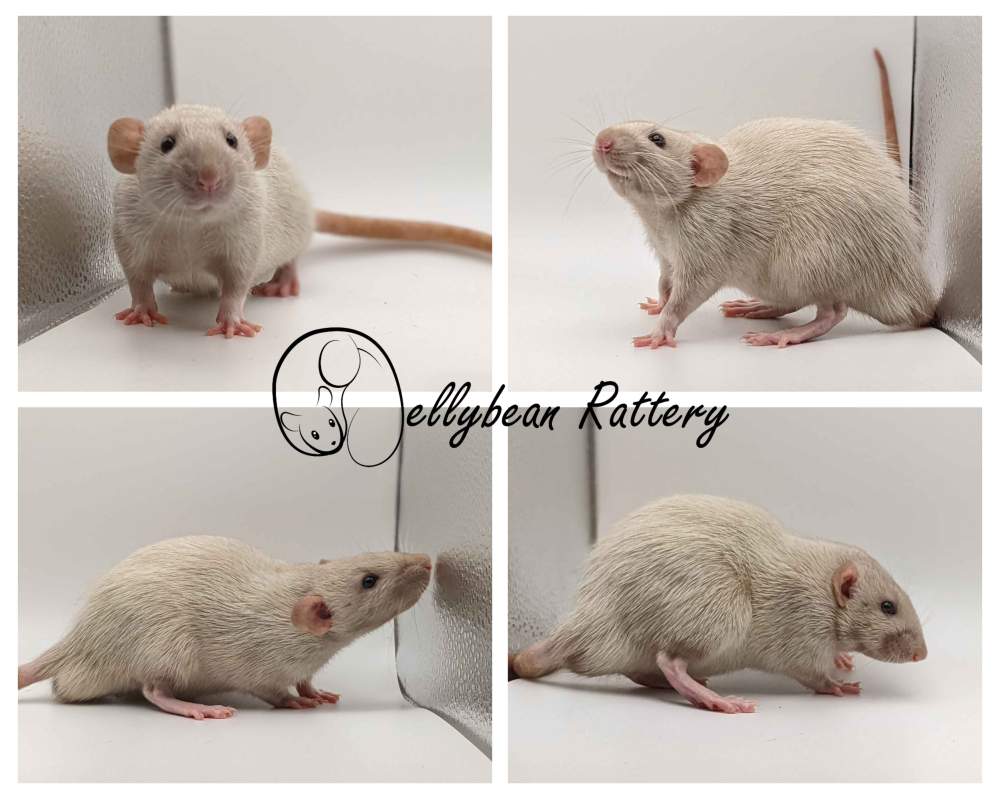 Fancy rat Pet only Rattus norvegicus 