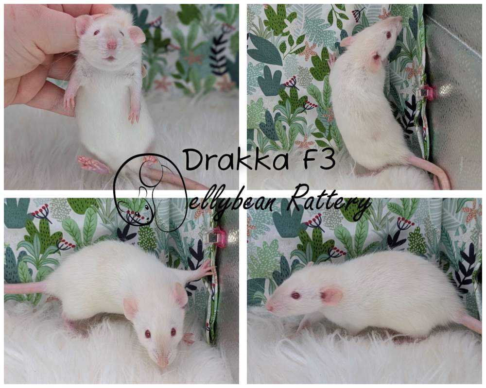 Fancy rat Breeder Rattus norvegicus 