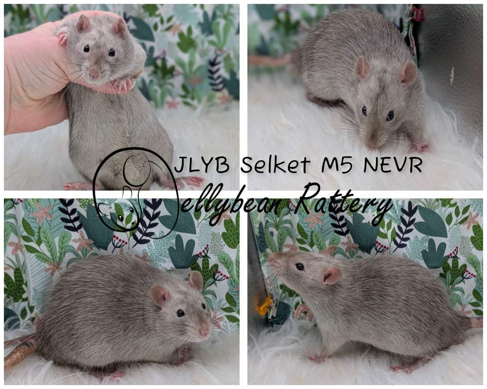 Fancy rat Breeder Rattus norvegicus 
