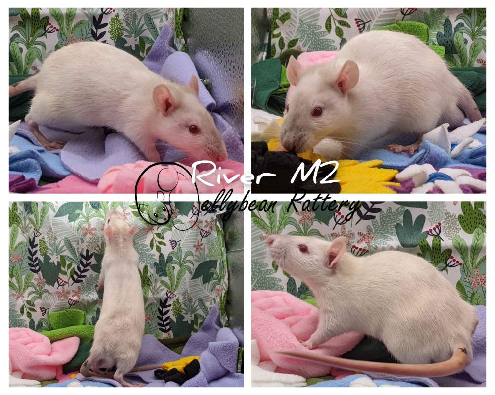 Fancy rat Retired Rattus norvegicus 