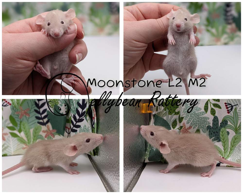 Fancy rat Pet only Rattus norvegicus 